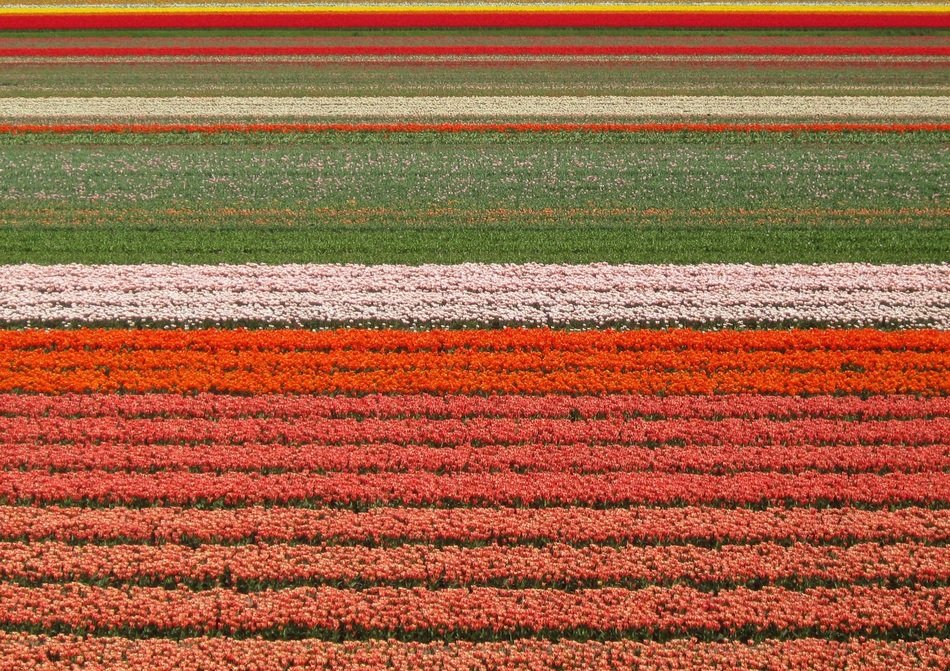 tulips fields flowers beauty