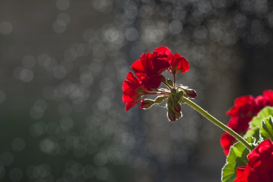 flower background black dark