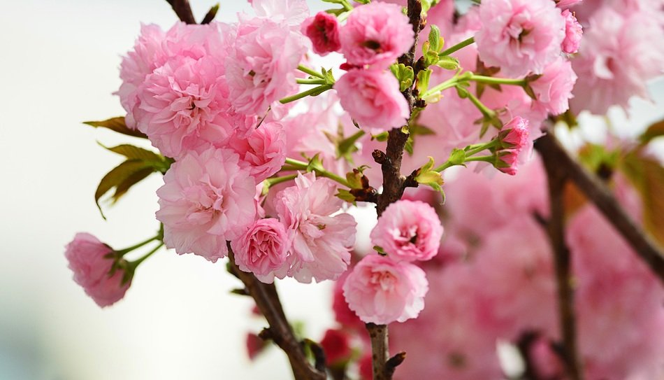 travel pattern cherry blossoms