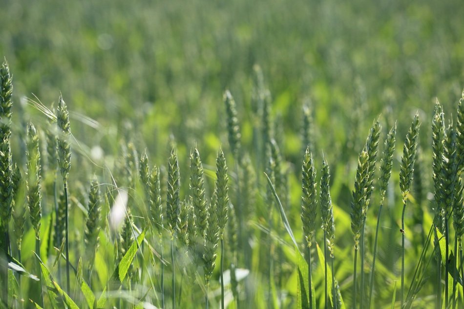 rye field plant stem nature