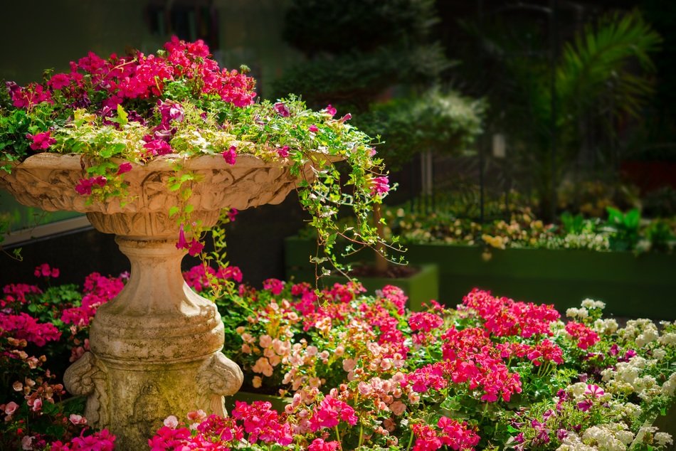 nature garden flower plant blossom