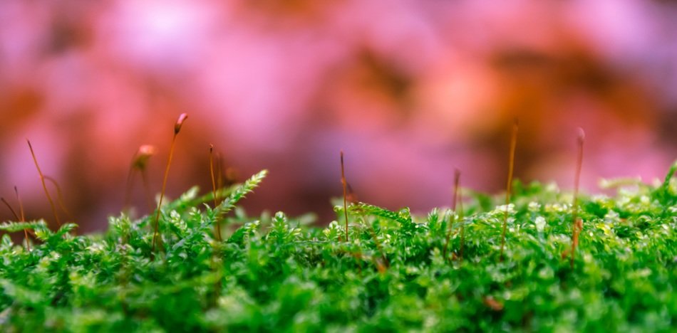 Moss forest green nature free image download