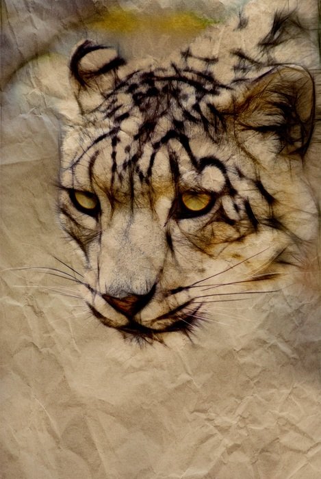 snow leopard cat feline animal