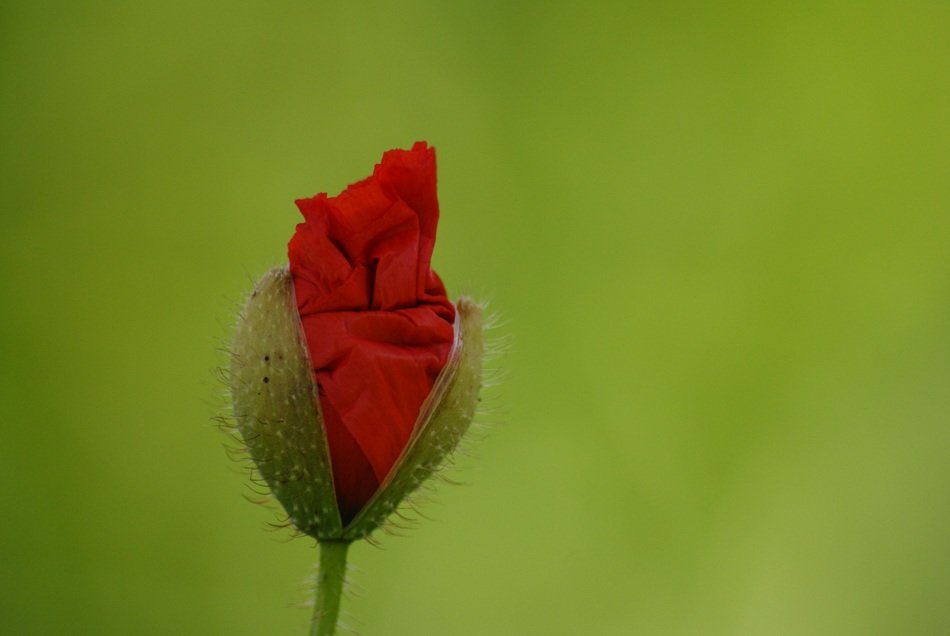 flower poppy crumpled up hatching