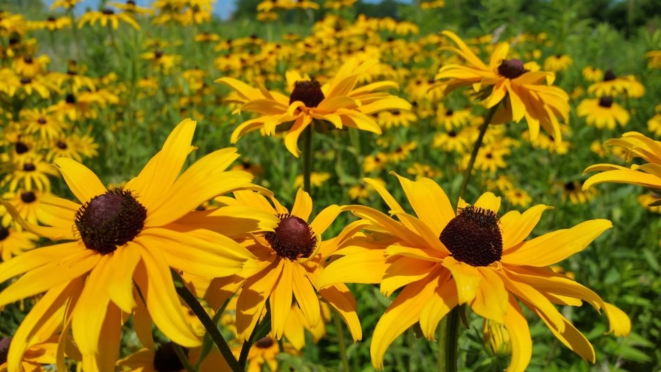 black eyed susan yellow daisy