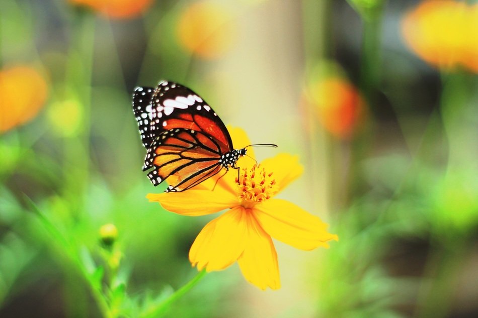 butterfly insects beautiful bloom