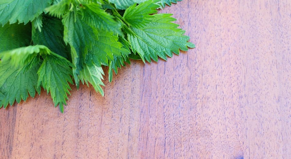 nettle on a wooden background leaf