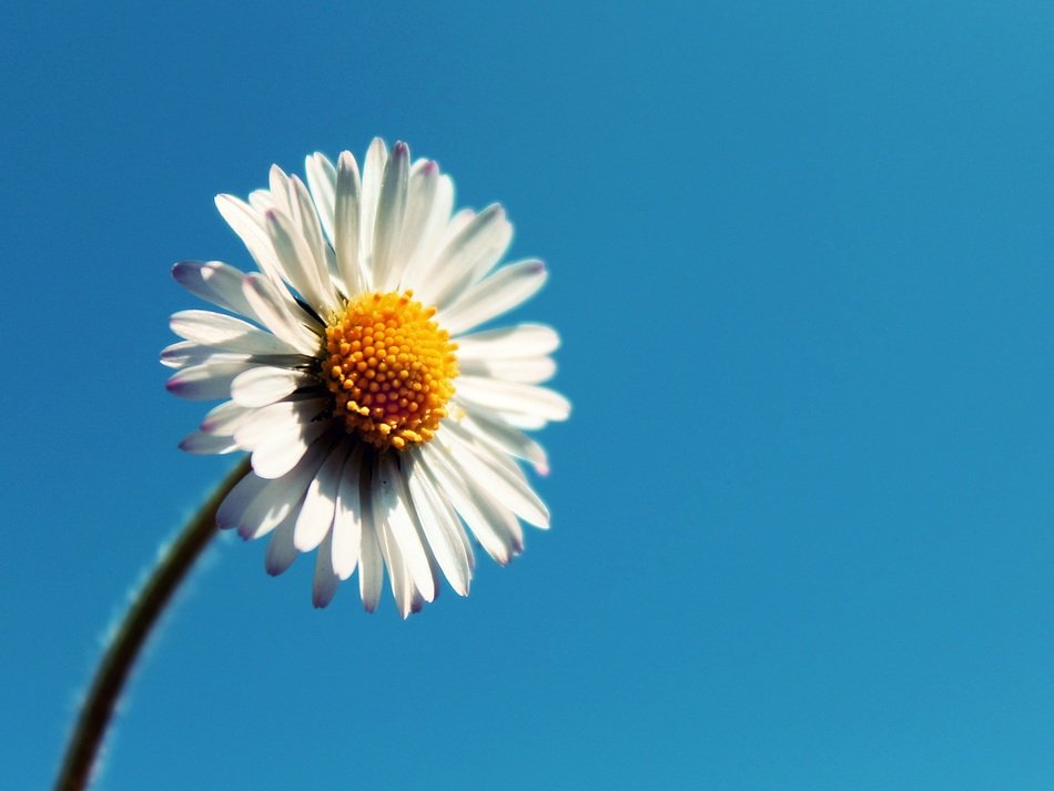 daisy sky flower blossom bloom