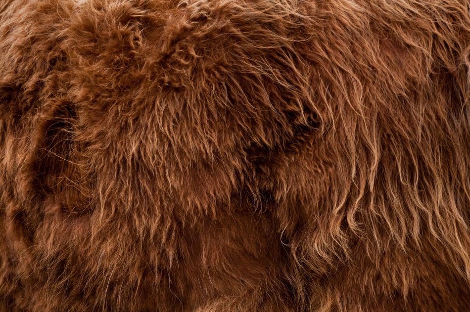 highlander animal fur backdrop