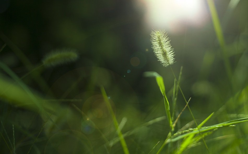 plant sunshine small fresh jean