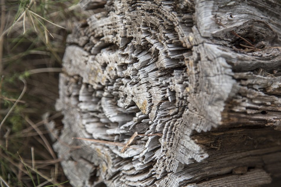 texture of a cut down tree