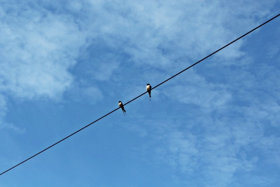 swallows sky clouds blue