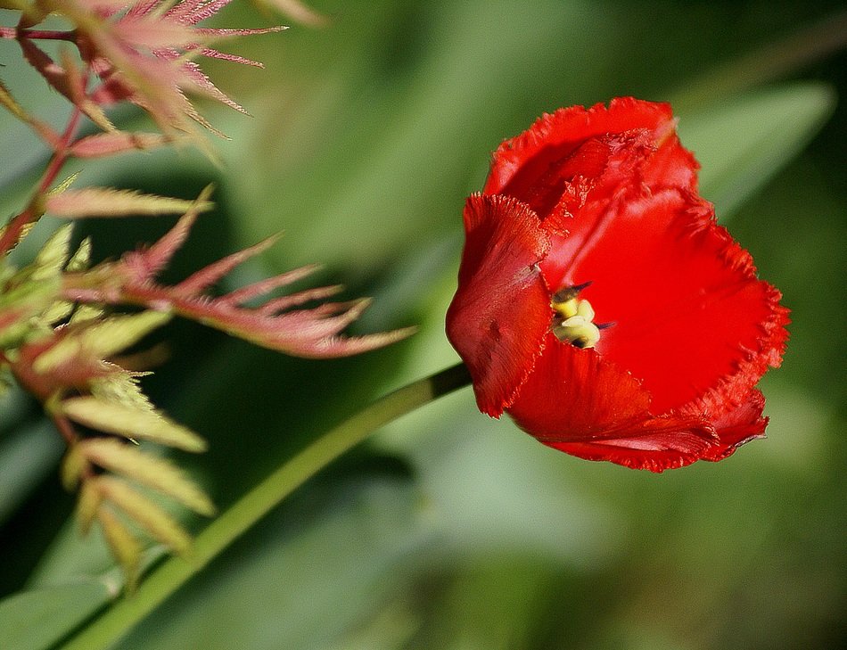 tulip red flower