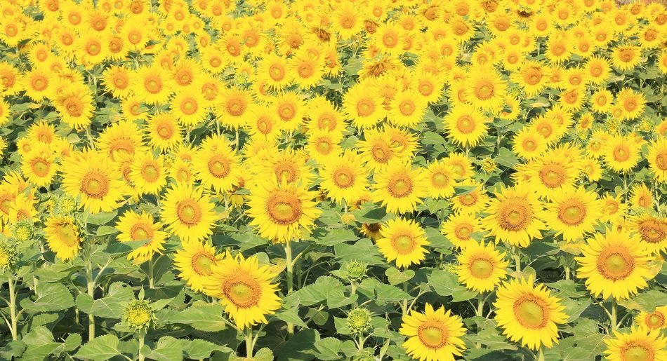 sunflower handling autumn