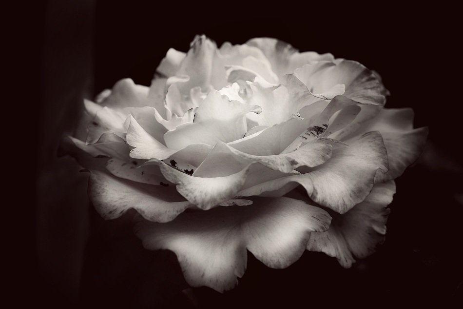 rose black and white flower