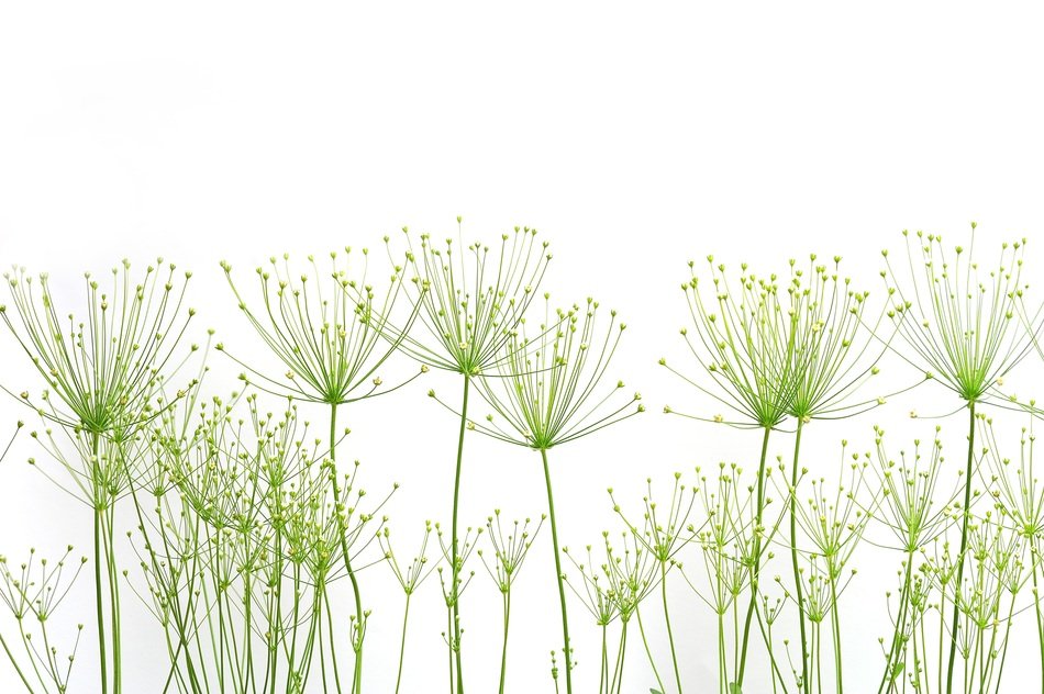 plants background nature factory