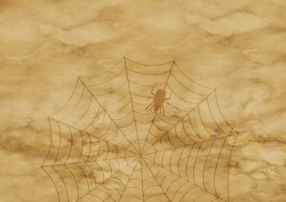 paper parchment spider cobweb