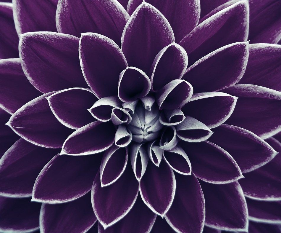 background image flower purple