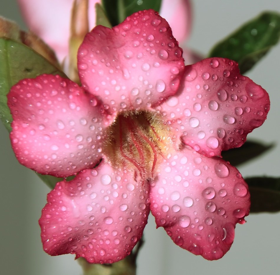 flower pink drops rain macro