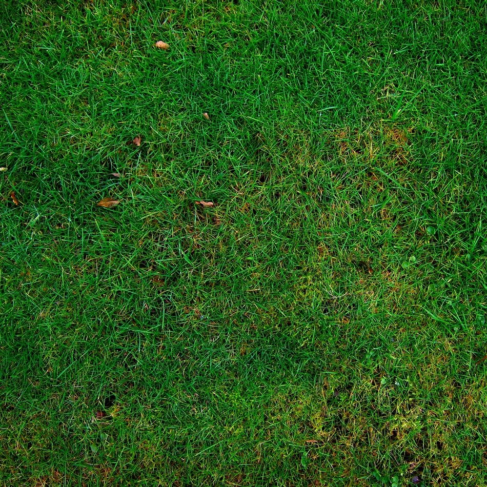 meadow grass structure texture