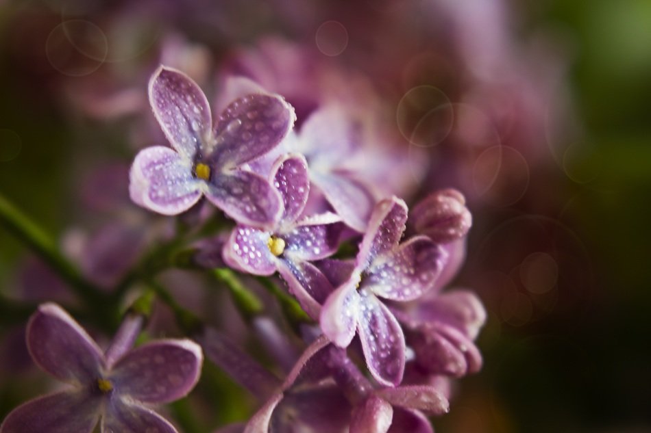 without spring flowers nature