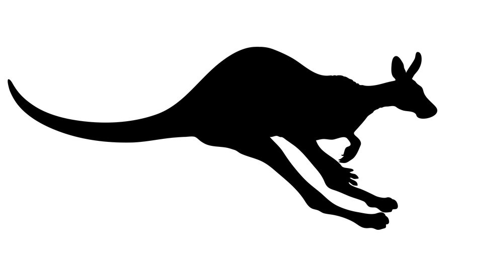 kangaroo animal marsupial wildlife