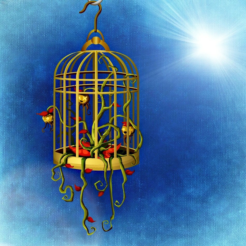 cage plant flowers nature