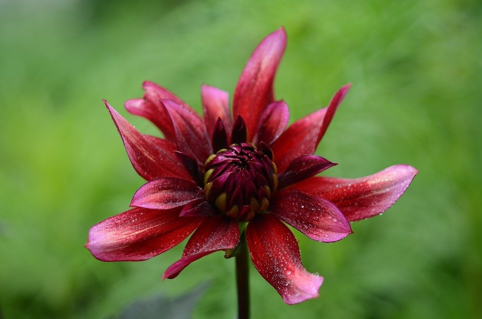 flower plant nature