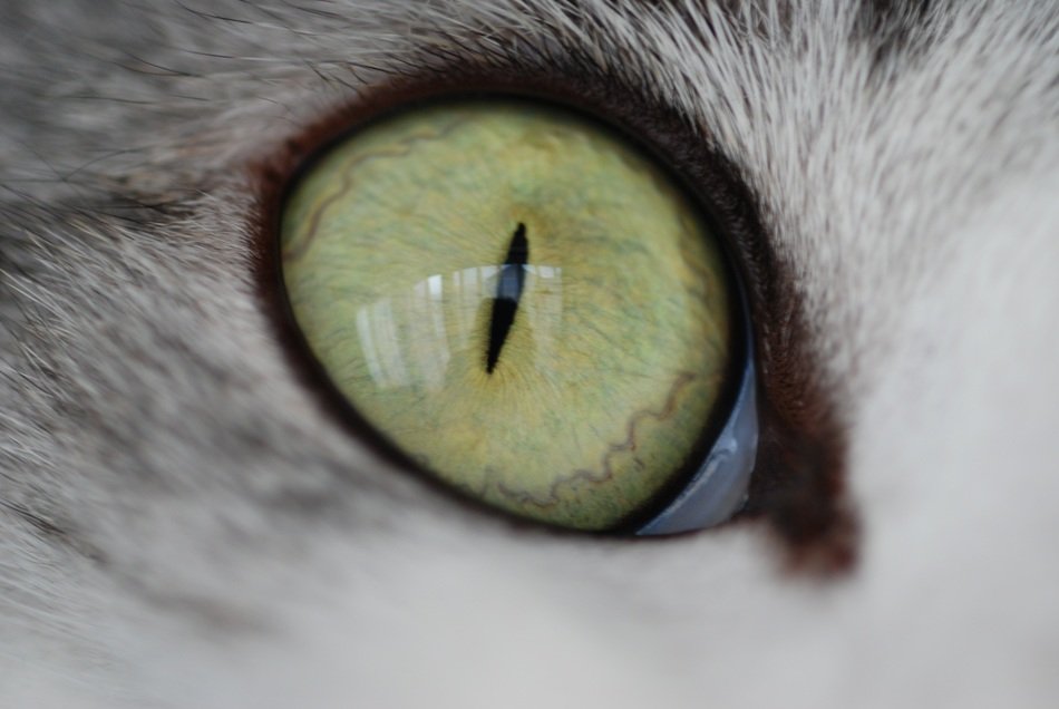 cat eyes cute iris up