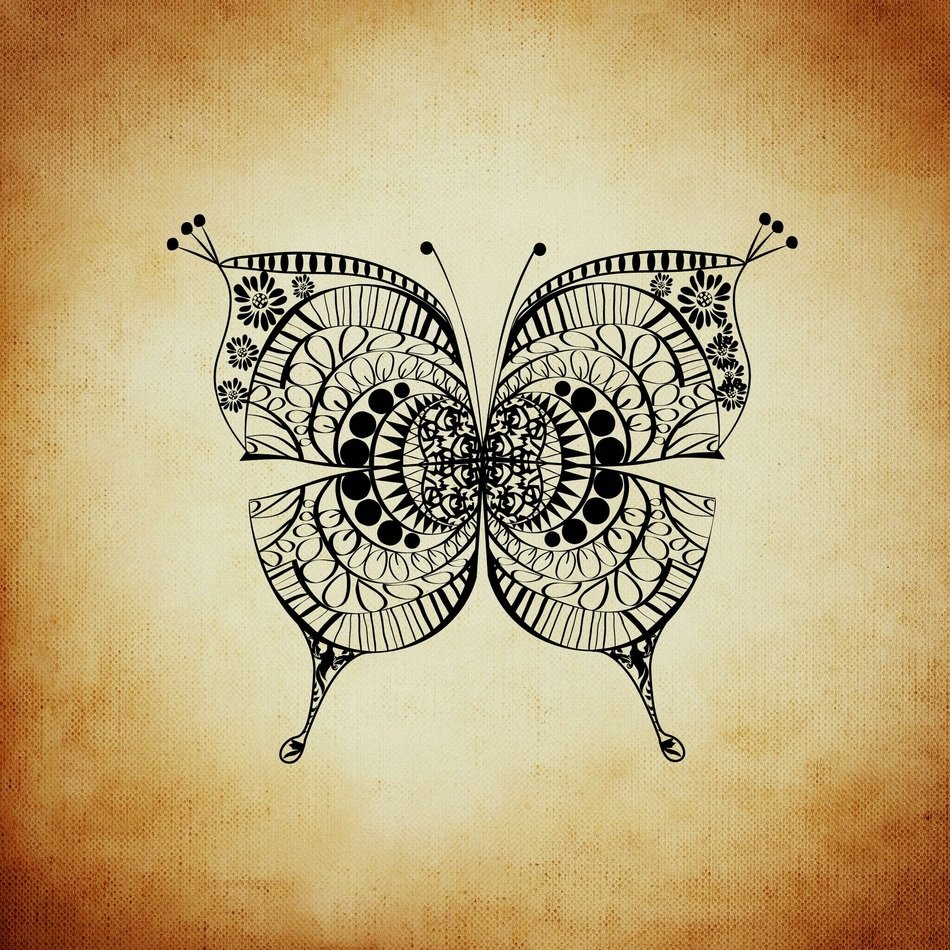 butterfly insect wing brown