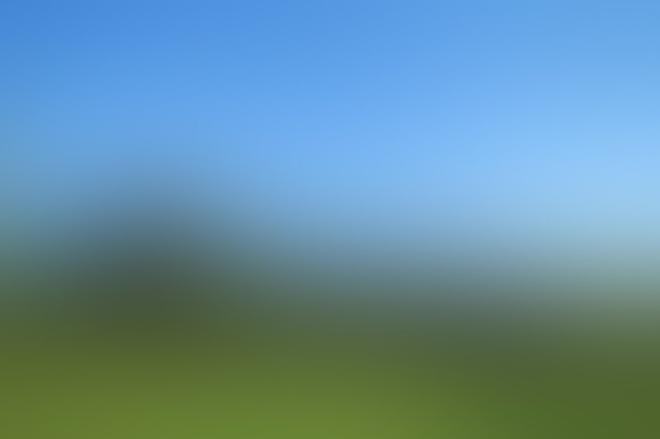 the blurred meadow