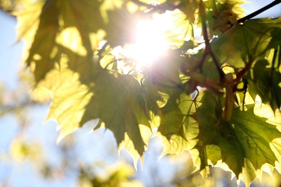 sun leaves tree nature leaf