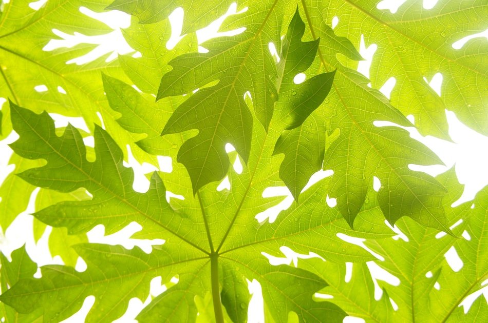 papaya leaves green pattern
