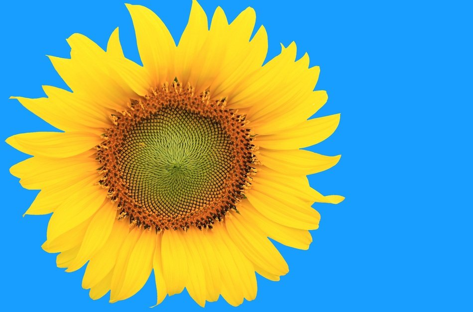 sunflower on the blue background