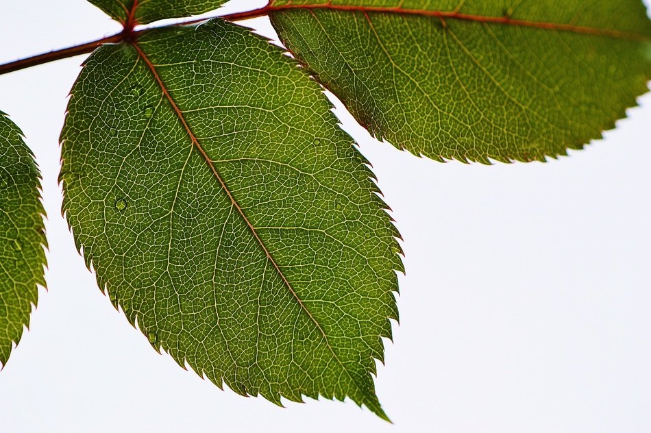 leaf rose plant nature green