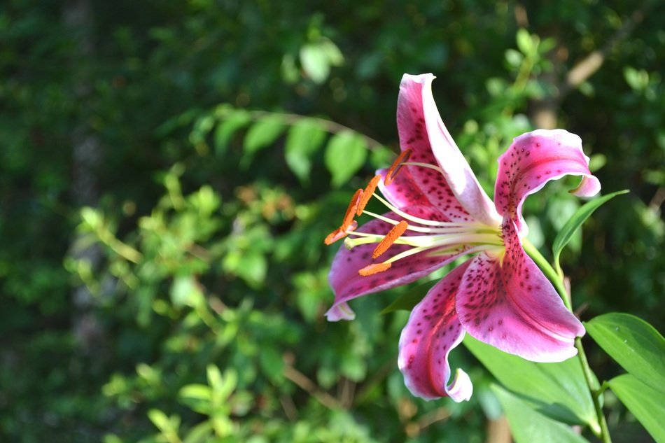 pink lily flower tigerlily floral