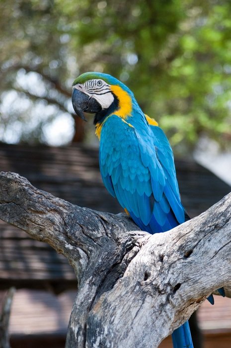 parrot africa bird nature animal