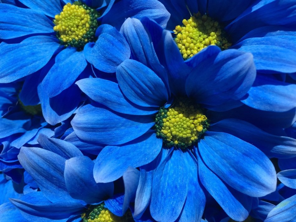 flower blue petals background