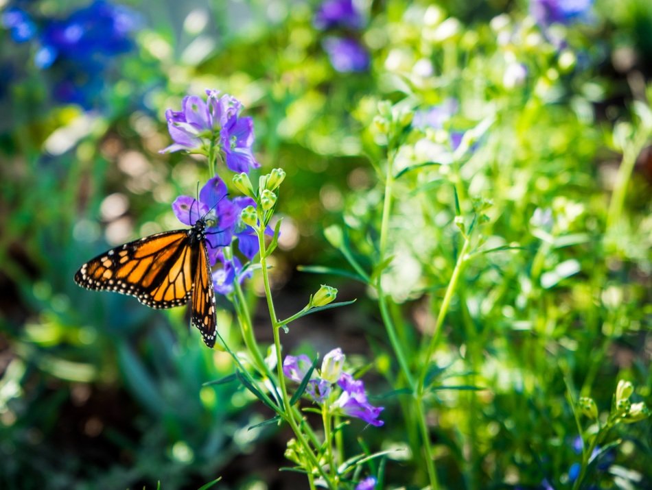 monarch butterfly purple flower