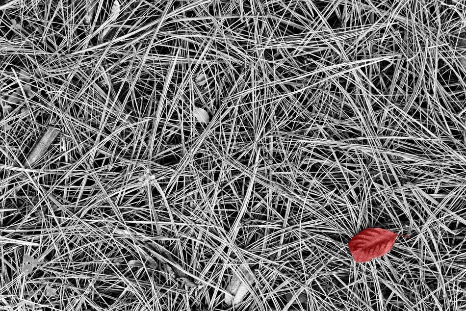 texture grass leaf singular