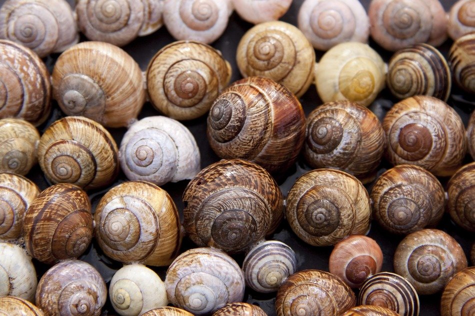 snail shells arianta arbustorum