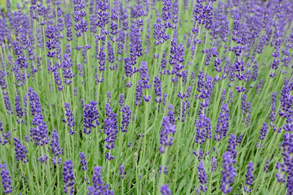 lavender blossom bloom purple