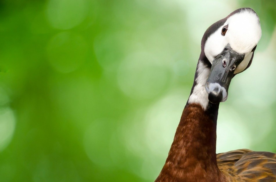 goose bird animal avian background