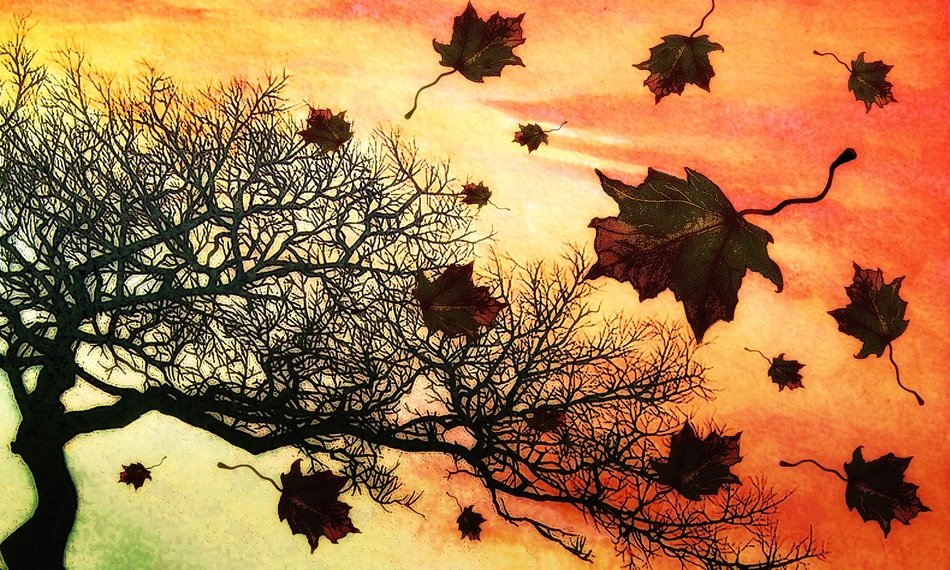autumn fall nature leaf orange