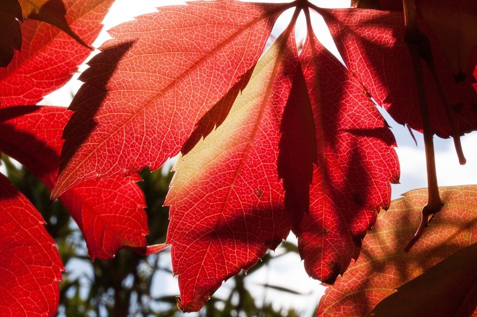 autumn fall foliage golden