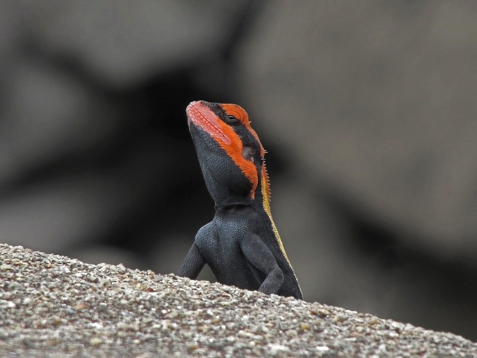 blanford s rock agama lizard agamid
