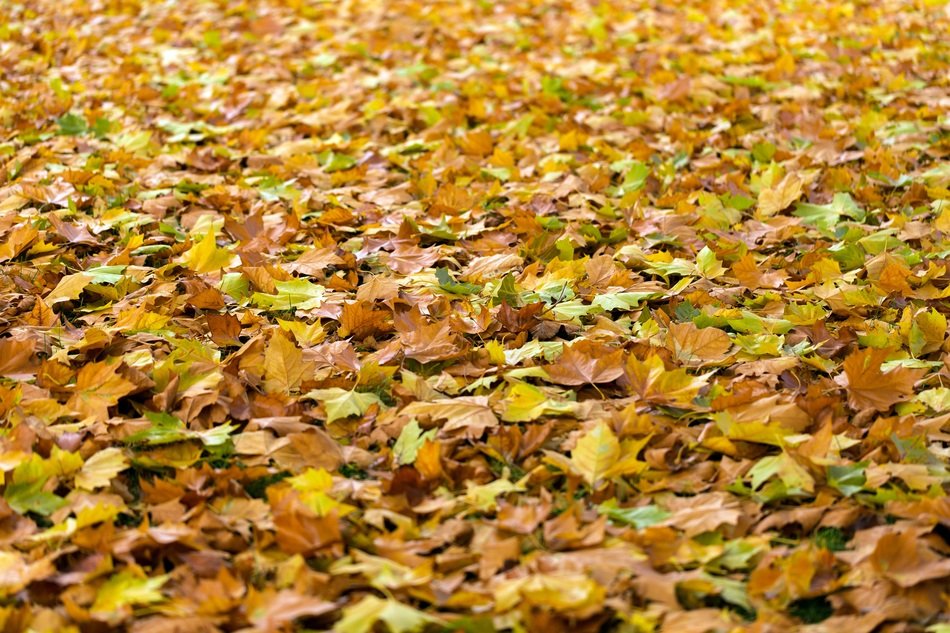 autumn leaves fall background