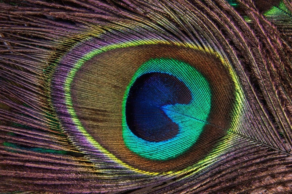 peacock feather structure fund