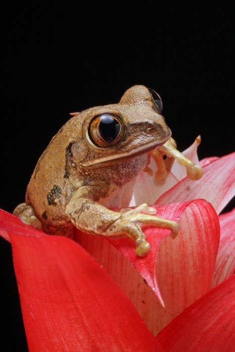 frog marbled reed amphibian
