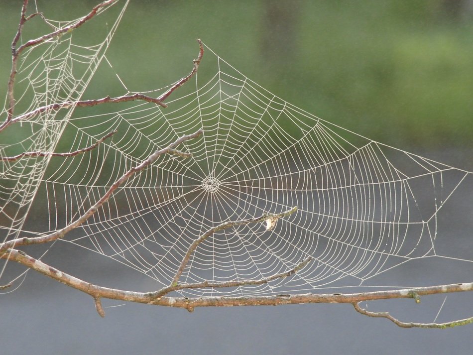 spider web dew pattern insect